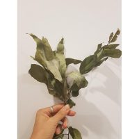 Giải pháp diệt khuẩn nhà cửa an toàn với lá khuynh diệp khô xông thơm phòng