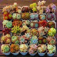 Sen Đá Mini Siêu Khỏe Đà Lạt: Lỗi 1 Đổi 1, Cam Kết Chất Lượng Cao